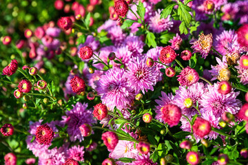 Obraz premium Blooming Korean chrysanthemum Okishor with pink purple flowers and red buds in a garden flowerbed. Lush plants growing outdoors with soft green background