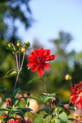 Fototapeta premium Single red decorative dahlia flower photographed very close with layered petals strong contrast and soft garden background in warm natural sunlight