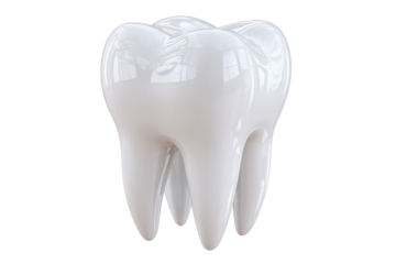 Model of a dental tooth showing details of shape and structure in a clinical environment for educational purposes