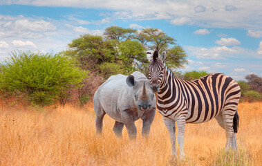 Portrait of white Rhino  and Zebra grazing at wild - Etosha National Park, Namibia © muratart