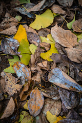 Fototapeta premium Autumn Fallen Leaves on Park Bench at Seikan Ryokuchi Park, Sapporo, Hokkaido, Japan