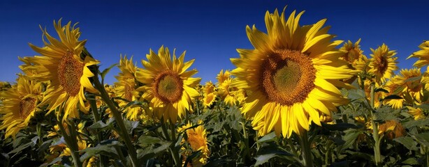 The Sunflower Field Under A Deep Blue Sky With Vibrant Golden Blooms