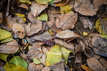 Autumn Fallen Leaves on Park Bench at Seikan Ryokuchi Park, Sapporo, Hokkaido, Japan