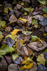 Autumn Fallen Leaves on Park Bench at Seikan Ryokuchi Park, Sapporo, Hokkaido, Japan