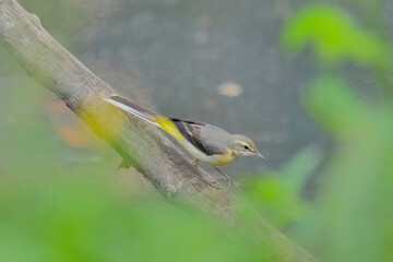 Gray Wagtail