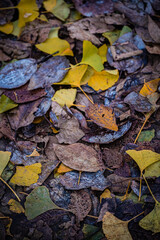 Autumn Fallen Leaves on Park Bench at Seikan Ryokuchi Park, Sapporo, Hokkaido, Japan