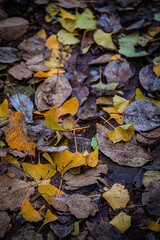 Autumn Fallen Leaves on Park Bench at Seikan Ryokuchi Park, Sapporo, Hokkaido, Japan