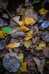 Autumn Fallen Leaves on Park Bench at Seikan Ryokuchi Park, Sapporo, Hokkaido, Japan