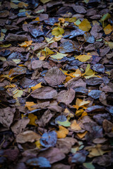 Autumn Fallen Leaves on Park Bench at Seikan Ryokuchi Park, Sapporo, Hokkaido, Japan
