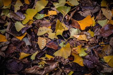 Autumn Fallen Leaves on Park Bench at Seikan Ryokuchi Park, Sapporo, Hokkaido, Japan