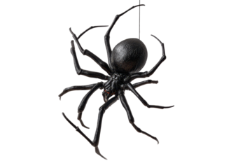 Large black spider hanging on a thin line from the ceiling with eight long legs in a simple indoor setting during daylight