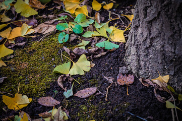 Autumn Fallen Leaves on Park Bench at Seikan Ryokuchi Park, Sapporo, Hokkaido, Japan