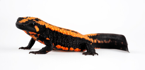 Obraz premium Laos Warzenmolch // Laos warty newt (Laotriton laoensis, Paramesotriton laoensis) - Xiangkhouang Province, Laos 