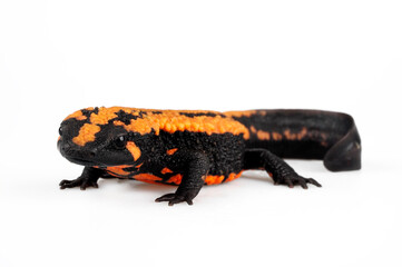 Obraz premium Laos warty newt // Laos Warzenmolch (Laotriton laoensis, Paramesotriton laoensis) - Xiangkhouang Province, Laos 