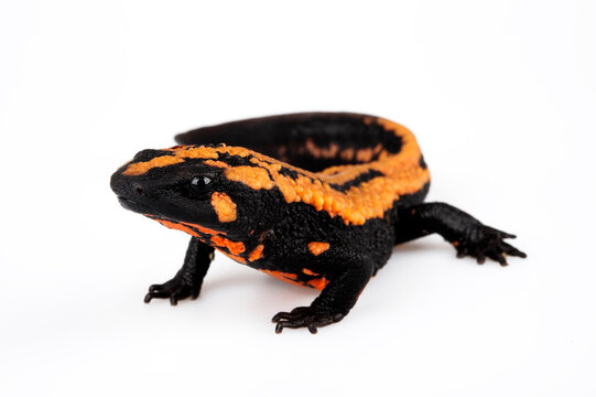 Laos Warzenmolch // Laos warty newt (Laotriton laoensis, Paramesotriton laoensis) - Xiangkhouang Province, Laos 