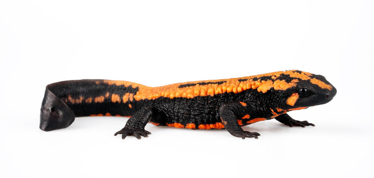Laos warty newt // Laos Warzenmolch (Laotriton laoensis, Paramesotriton laoensis) - Xiangkhouang Province, Laos 