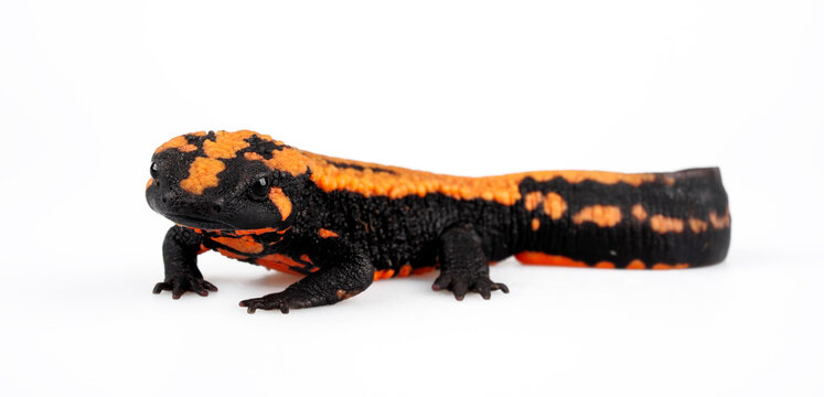 Laos warty newt // Laos Warzenmolch (Laotriton laoensis, Paramesotriton laoensis) - Xiangkhouang Province, Laos 