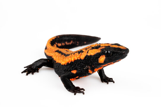 Laos warty newt // Laos Warzenmolch (Laotriton laoensis, Paramesotriton laoensis) - Xiangkhouang Province, Laos 
