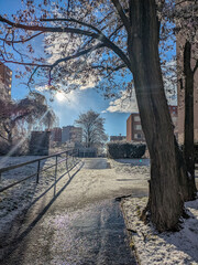 Street in the city with snow and ice. Snow-covered sidewalk with railing and tree.