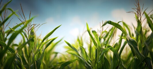 The cornfield with tall green stalks reaching toward a bright blue summer sky