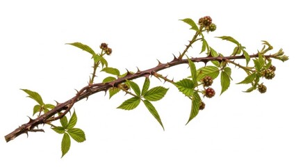 Rugged Detailed Thistle Branch On White Backdrop For Dramatic And Natural Artworks
