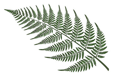 Fern Leaf Botanical Illustration  Flat Vector  Pur (3) Vector Illustration
