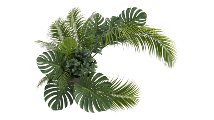 Green tropical palm leaves isolated on white background
