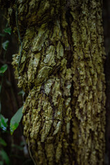 Obraz premium Extreme Close-up Vertical Texture of Old Tropical Tree Bark