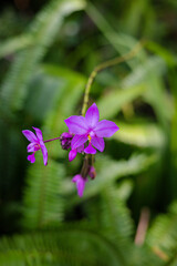 Bright Purple Ground Orchid Flower Macro Green Blur