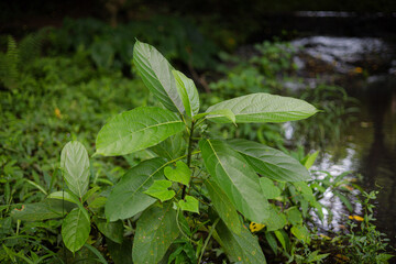 Broad Green Leaves Growing Near Water Edge Jungle