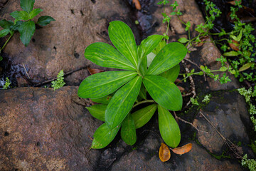 Round Green Plant Growing Wet Brown Rock Texture