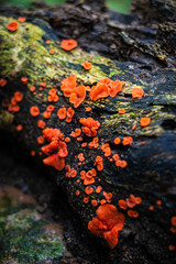 Vibrant Orange Fungus Growing Dark Wet Wood