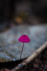 Vibrant Pink Tiny Mushroom Growing Damp Forest Soil