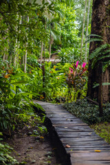 Wooden Forest Walkway Surrounded Tropical Greenery Plants