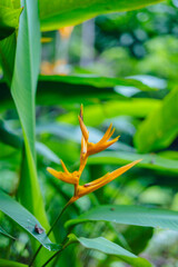 Vibrant Orange Heliconia Flower Growing Tropical Garden