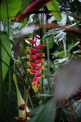 Hanging Heliconia Rostrata Flower Red Yellow Foliage