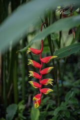 Focusing Heliconia Rostrata Red Flower Blossom