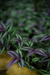 Foreground Purple Striped Wandering Jew Plant Foliage