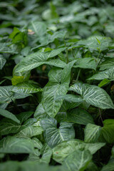 Syngonium Arrowhead Plant Cluster Green White Foliage