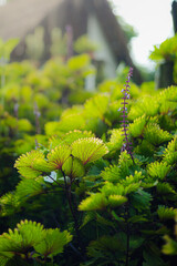 Green Coleus Scalloped Leaves Purple Flower Spike