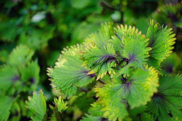 Green Yellow Coleus Leaves Close-Up Texture Detail