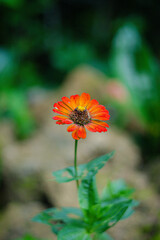 Single Orange Red Zinnia Flower Dark Green Background
