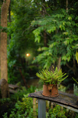 Potted Fern Plant Terracotta Pot Wooden Deck Forest