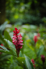 Focused Red Ginger Flower Close-Up Tropical Garden
