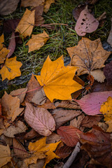 Autumn Leaves at Sapporo Factory on a Sunny Day, Hokkaido, Japan