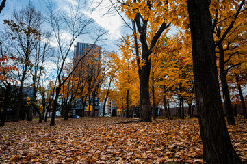 Autumn Leaves at Sapporo Factory on a Sunny Day, Hokkaido, Japan