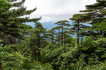 Fototapeta premium Beautiful view on the trail of Mount Huangshan, gorgeous rocks and strange pine in the mountain, in Anhui Province, China.