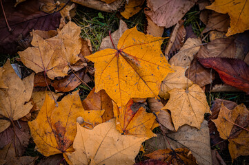 Autumn Leaves at Sapporo Factory on a Sunny Day, Hokkaido, Japan