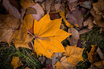 Autumn Leaves at Sapporo Factory on a Sunny Day, Hokkaido, Japan
