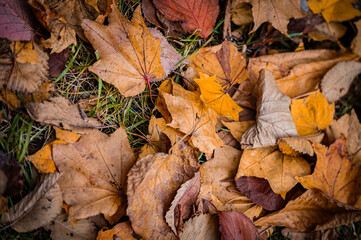 Autumn Leaves at Sapporo Factory on a Sunny Day, Hokkaido, Japan